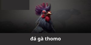 đá gà thomo