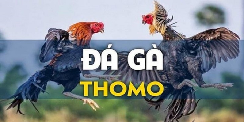 Một số điều kiện cần phải nắm khi tham gia đá gà thomo