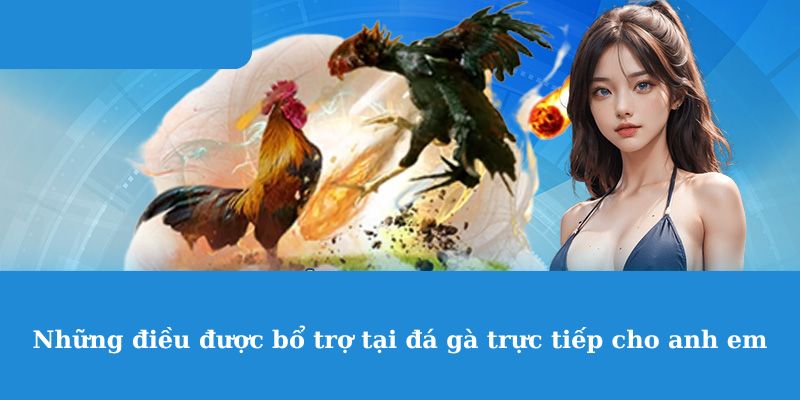 Những điều được bổ trợ tại đá gà trực tiếp cho anh em